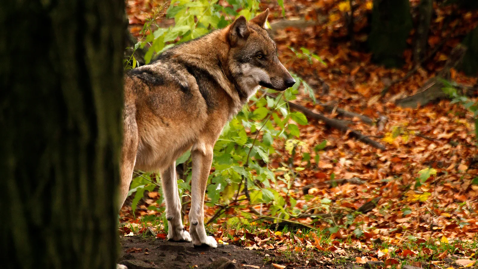 Wildgehege Moritzburg