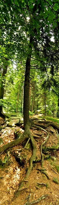 Herkulessäulen