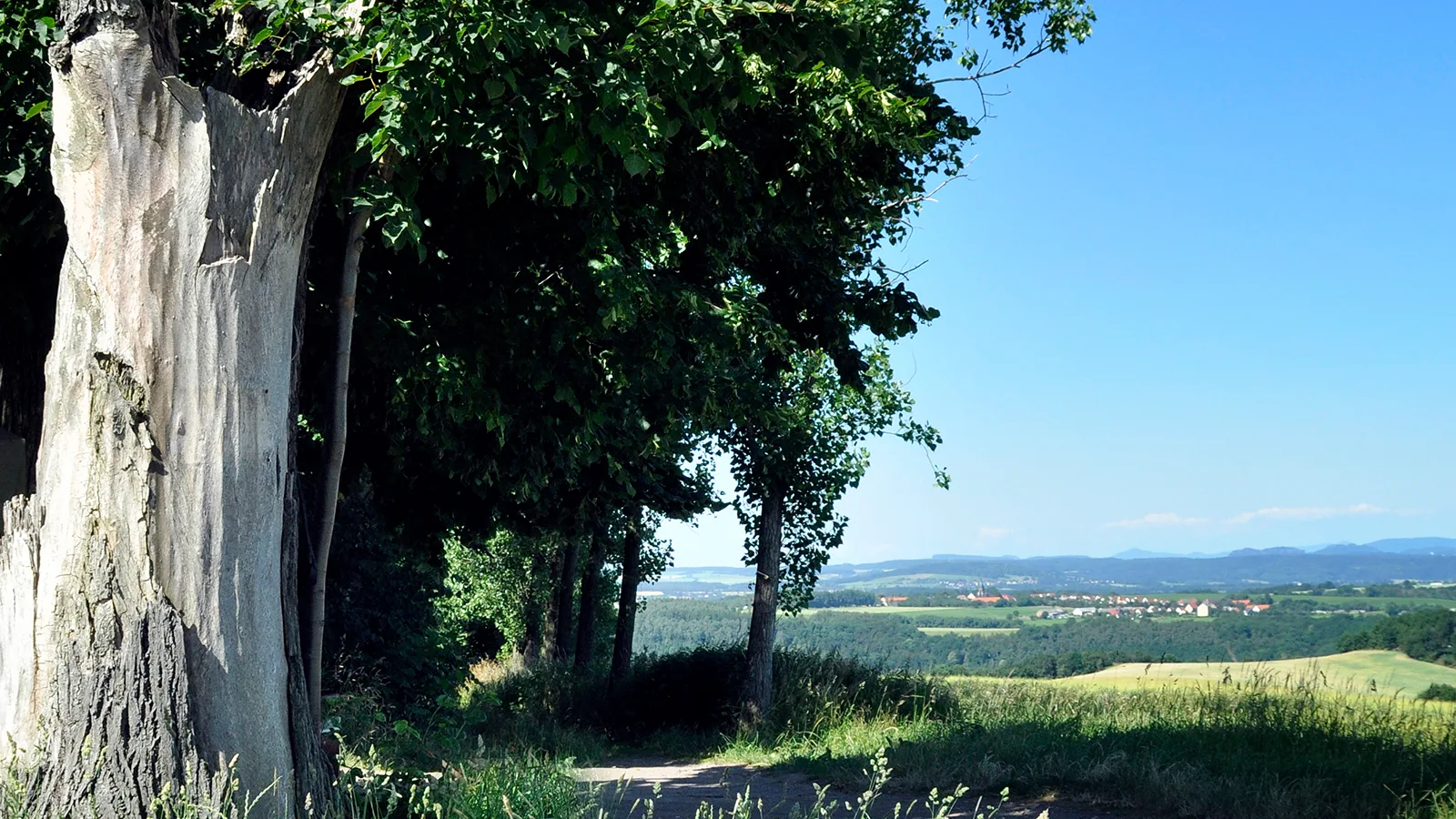 Friedenslinden von Müglitztal