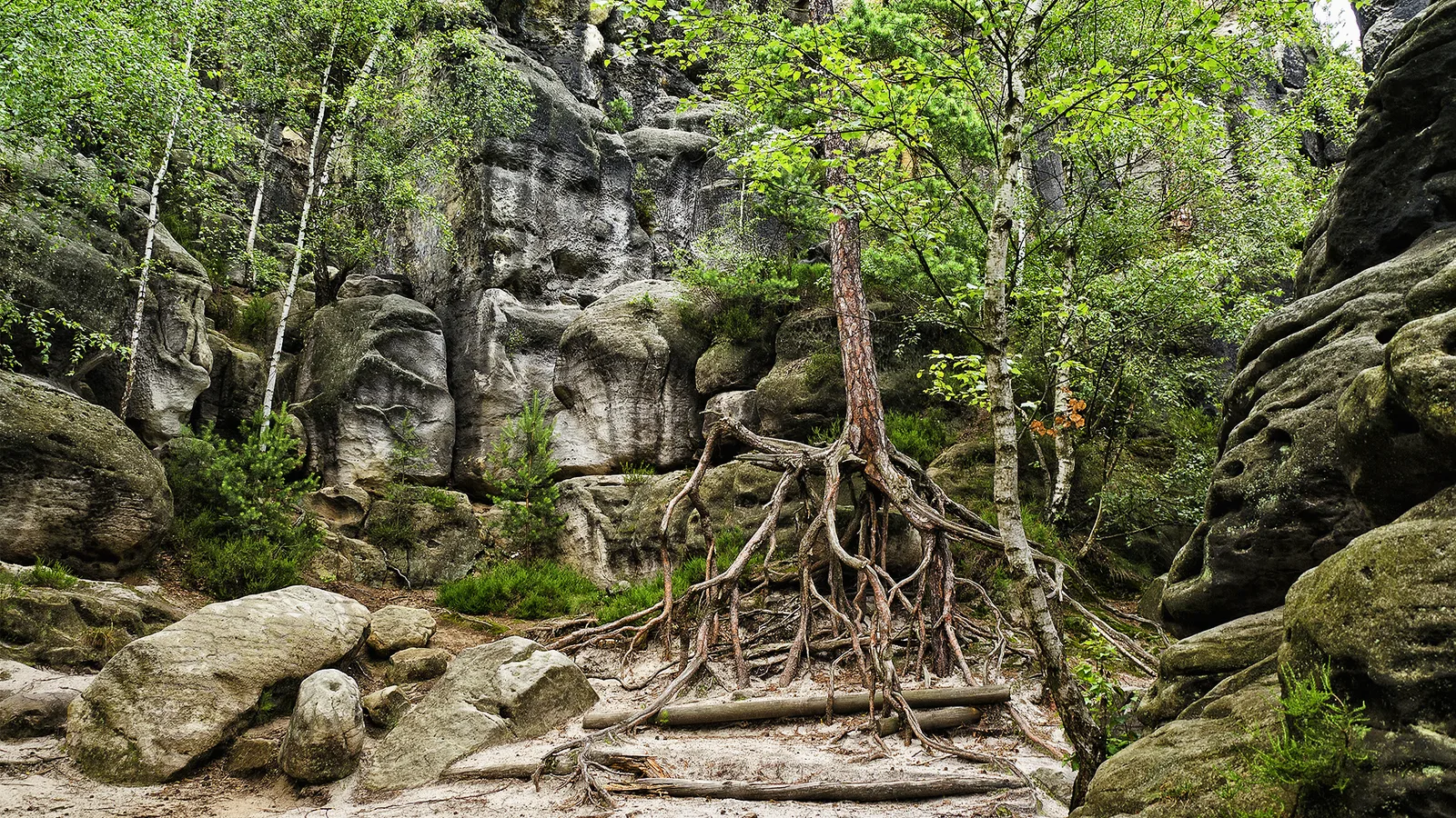 Wehlener Klettergebiet