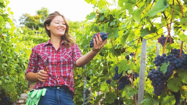 Weinwanderung für Zwei mit Picknick durch Radebeul