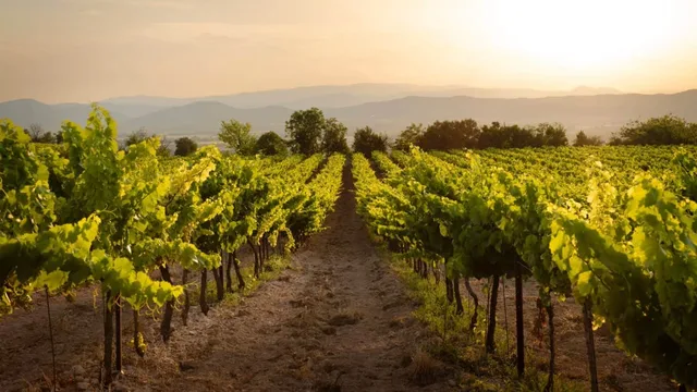 JGA - Weinwanderung durch Radebeul