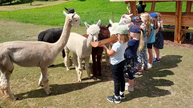 Kindergeburtstag mit Alpakas bei Hohenstein-Ernstthal