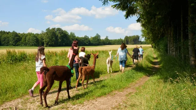Alpaka Wanderung bei Görlitz