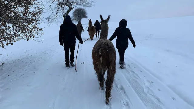 Lama Glühweinwanderung bei Görlitz